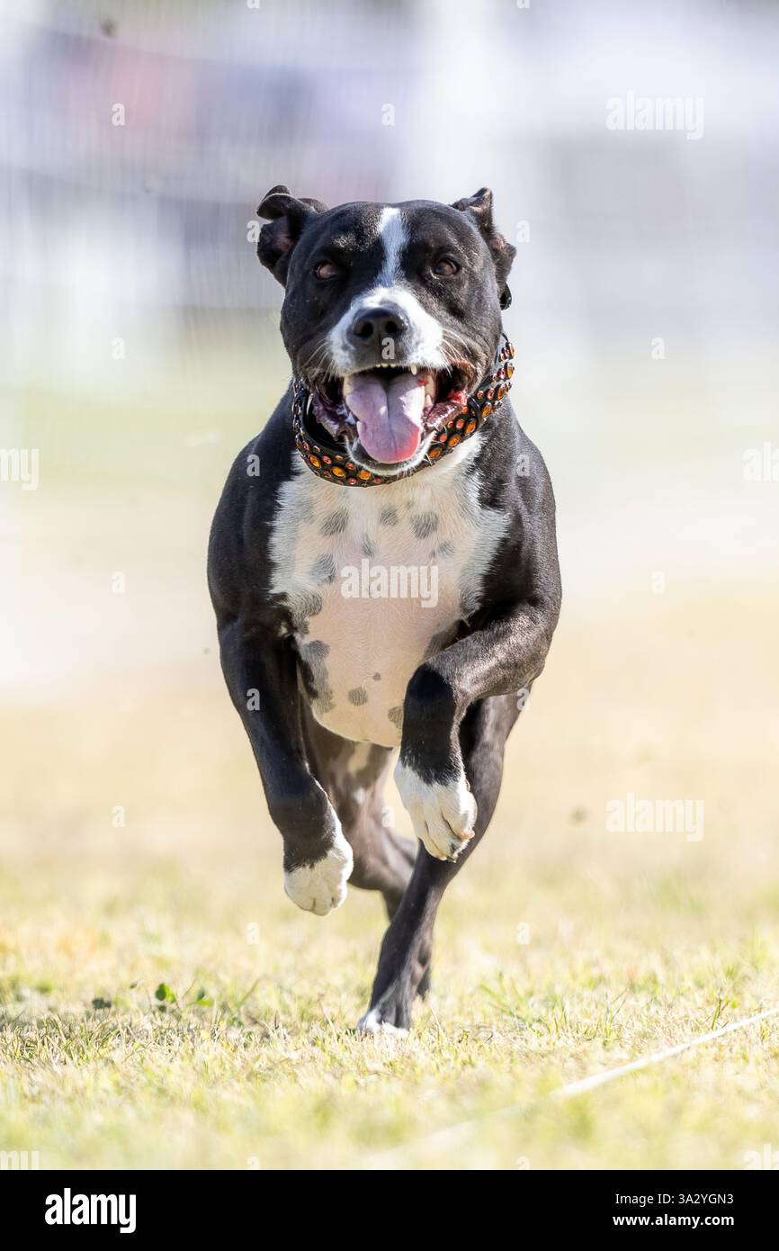 American Pit Bull Terrier Running Lure course Sprint Dog Sport Banque D'Images