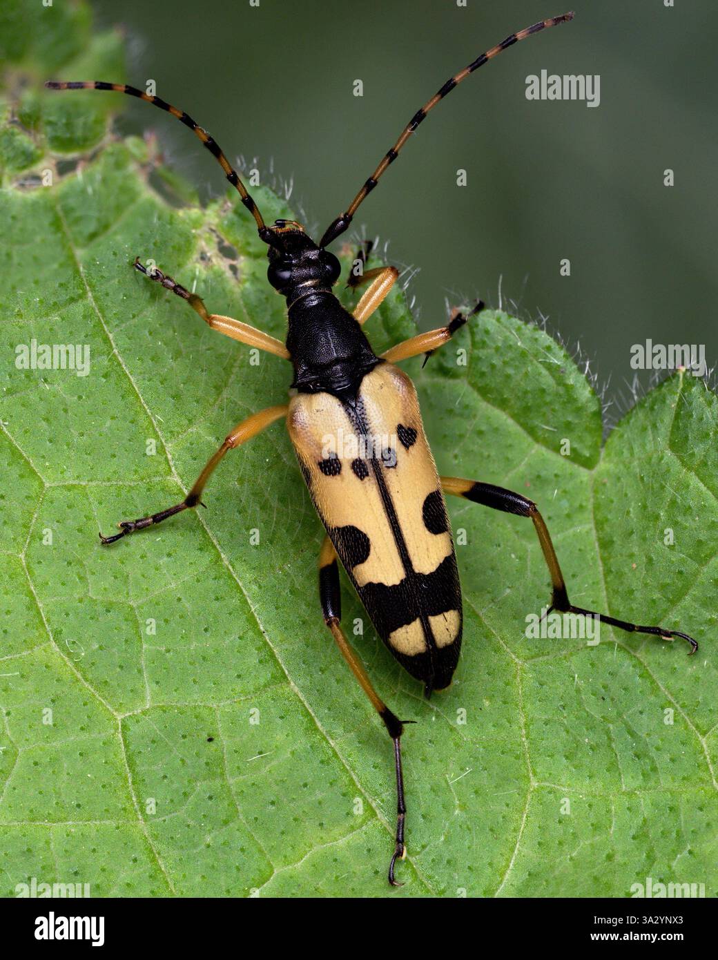 Coléoptère noir et jaune femelle (Rutpela maculata) reposant sur la feuille. Tipperary, Irlande Banque D'Images