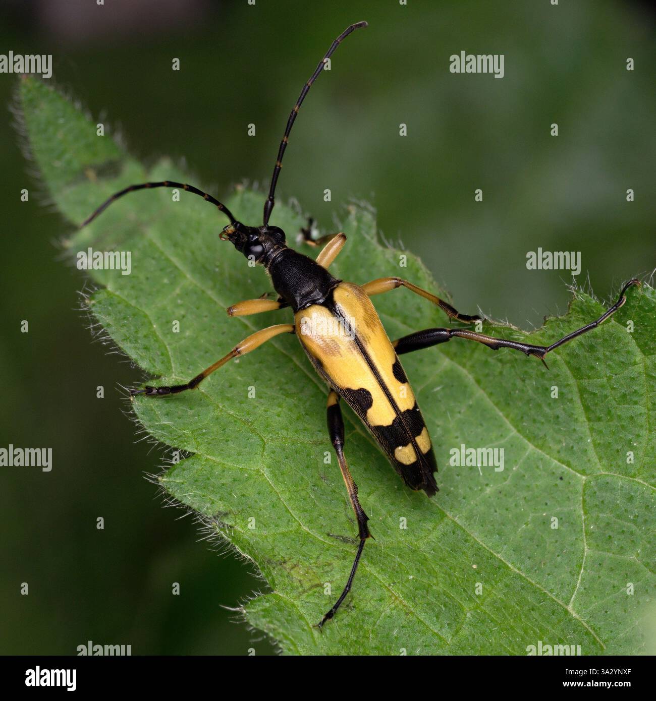 Coléoptère noir et jaune mâle (Rutpela maculata) reposant sur la feuille. Tipperary, Irlande Banque D'Images