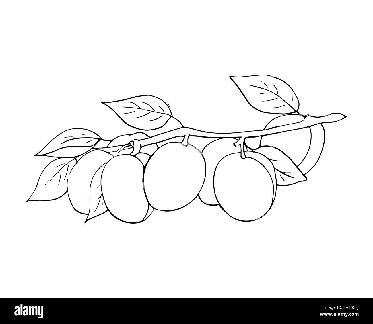 Abricots poussant sur branche d'arbre. Bouquet de fruits dessinés à la main avec des feuilles. illustration isolée sur fond blanc Illustration de Vecteur