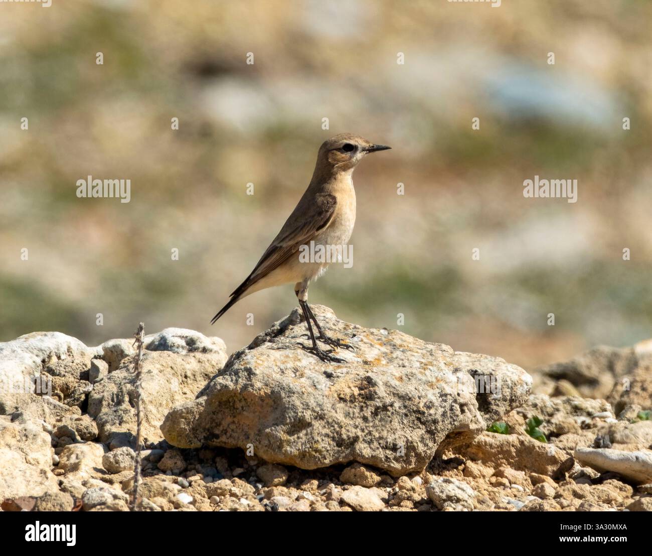 Isabelline Wheatear (enanthe isabellina) perchée sur un rocher, Paphos, Chypre Banque D'Images