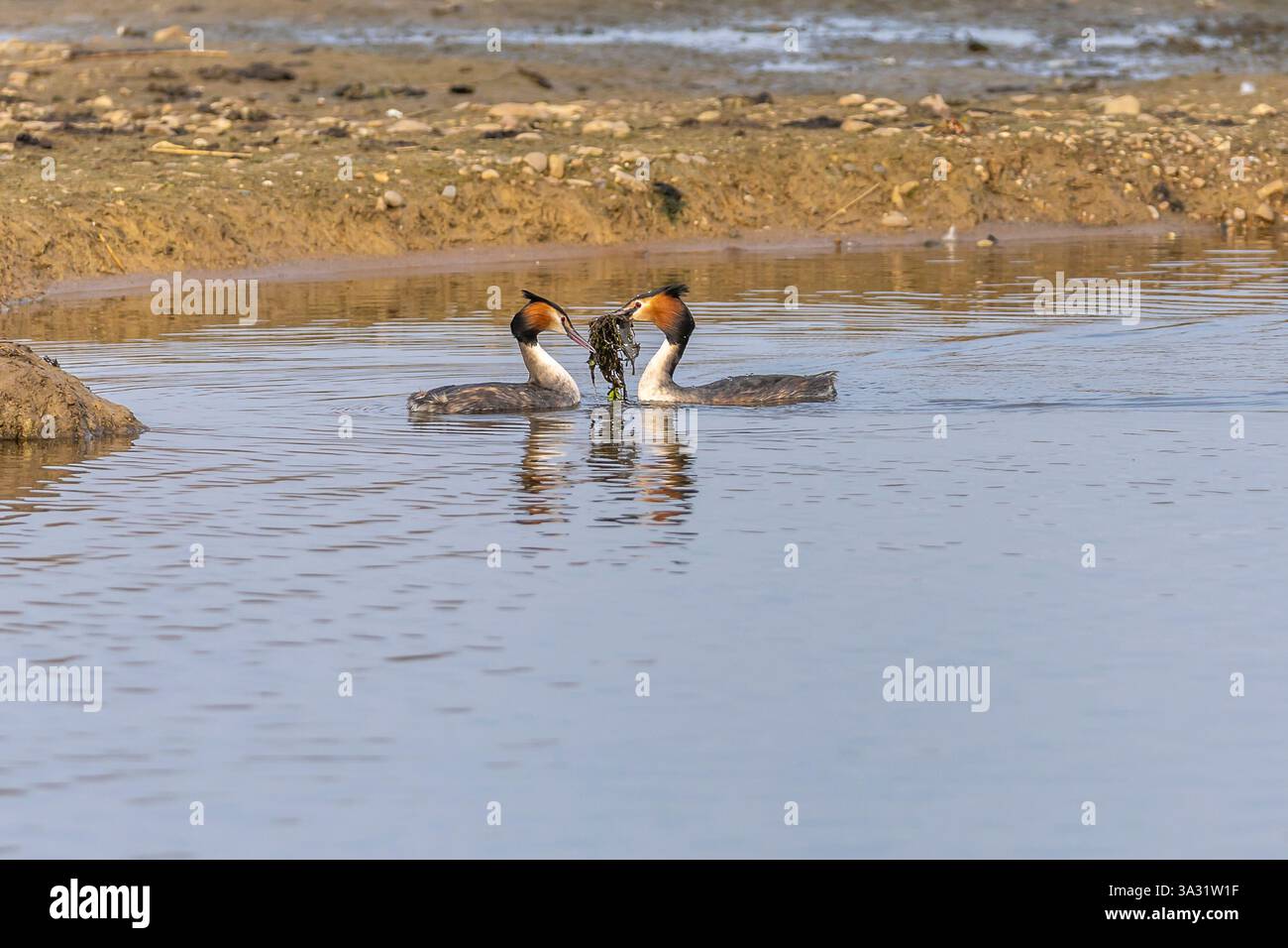 Une paire de grands grèbes à crête (Podiceps cristatus) montrant faire la danse des mauvaises herbes, willingto, Derbyshire Banque D'Images