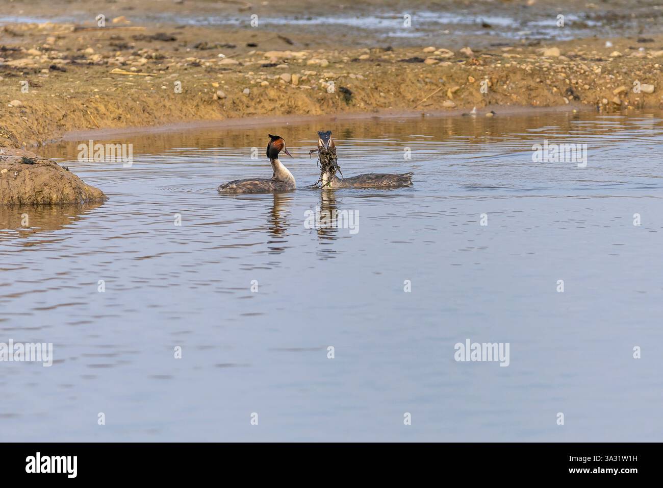 Une paire de grands grèbes à crête (Podiceps cristatus) montrant faire la danse des mauvaises herbes, willingto, Derbyshire Banque D'Images