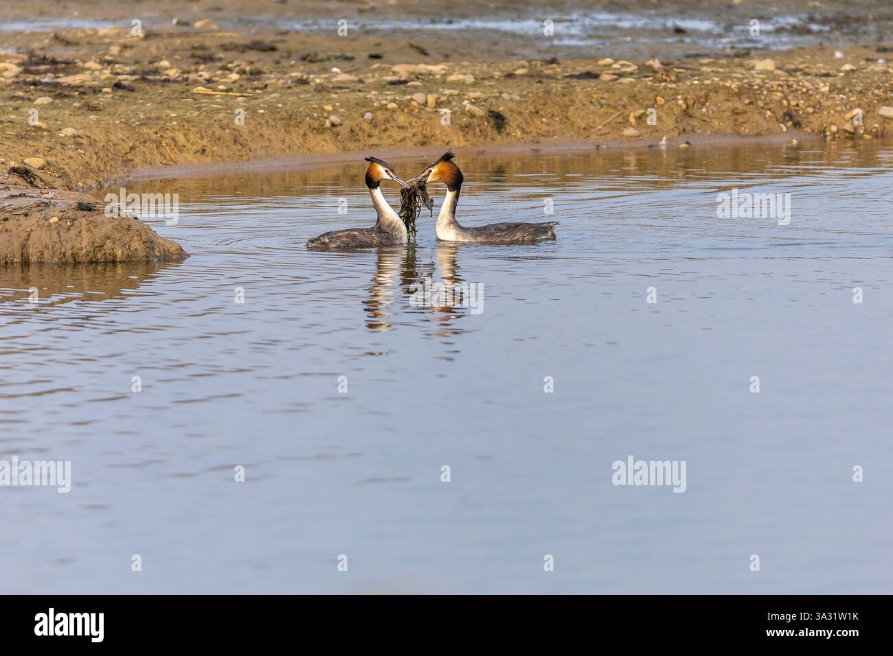 Une paire de grands grèbes à crête (Podiceps cristatus) montrant faire la danse des mauvaises herbes, willingto, Derbyshire Banque D'Images