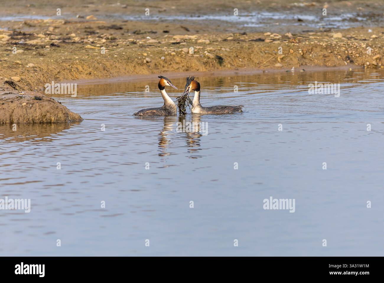 Une paire de grands grèbes à crête (Podiceps cristatus) montrant faire la danse des mauvaises herbes, willingto, Derbyshire Banque D'Images
