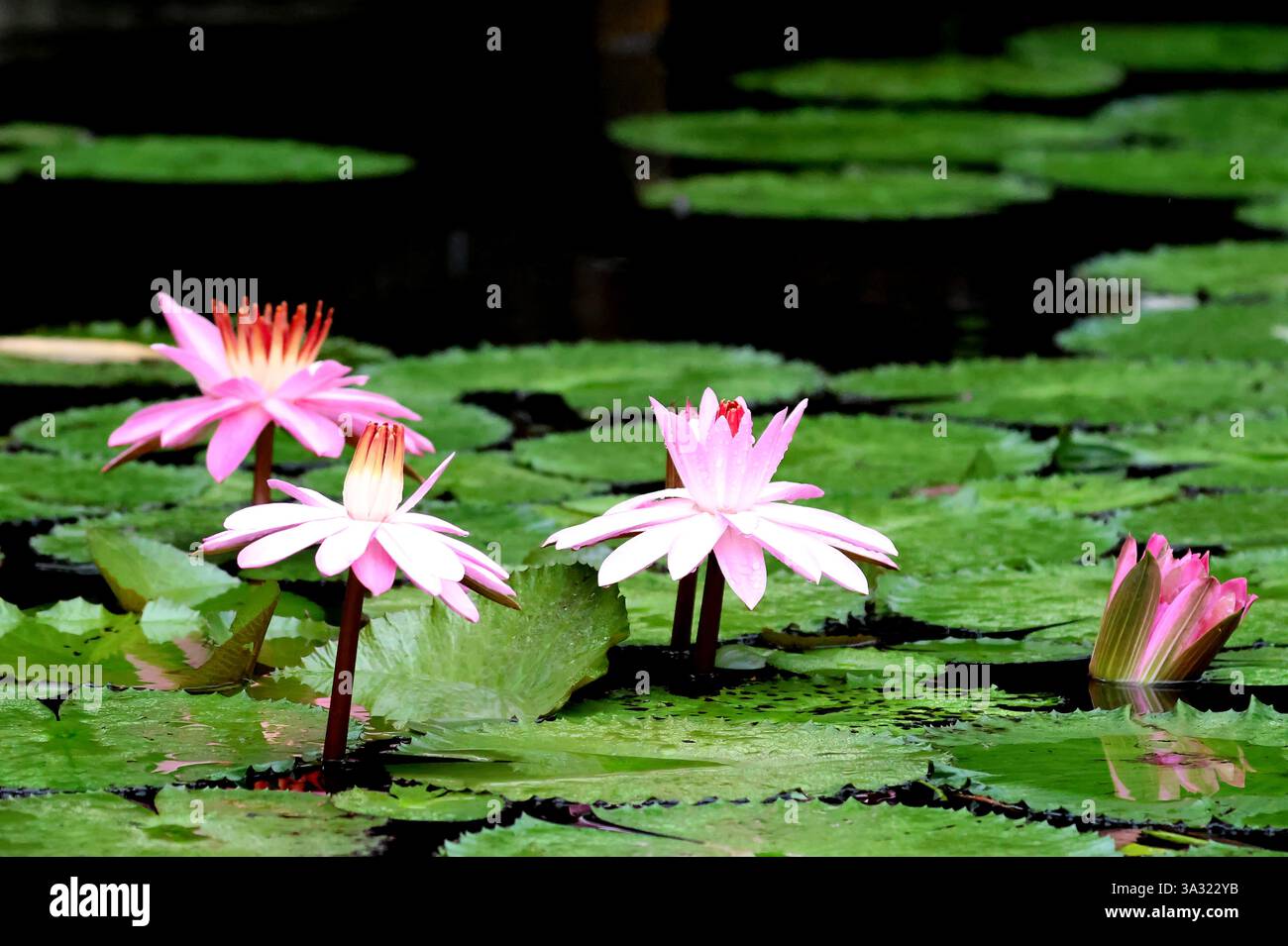 Nénuphar du Rio Dulce, Guatemala Banque D'Images
