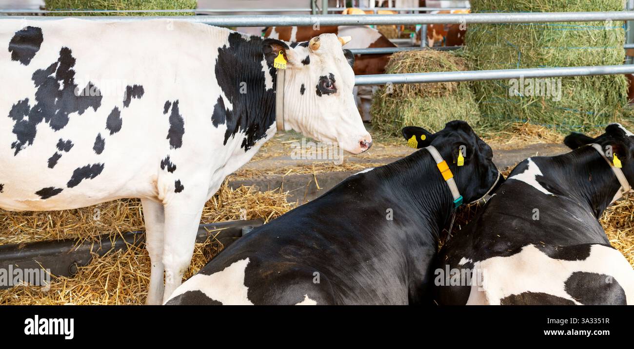 Vaches holstein noires et blanches dans la grange de l'élevage. Banque D'Images