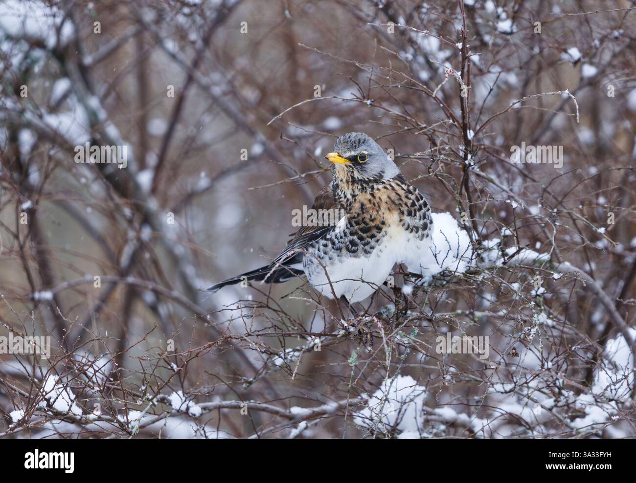 Fieldfare (Turdus pilaris) perché dans un buisson enneigé au début du printemps. Banque D'Images