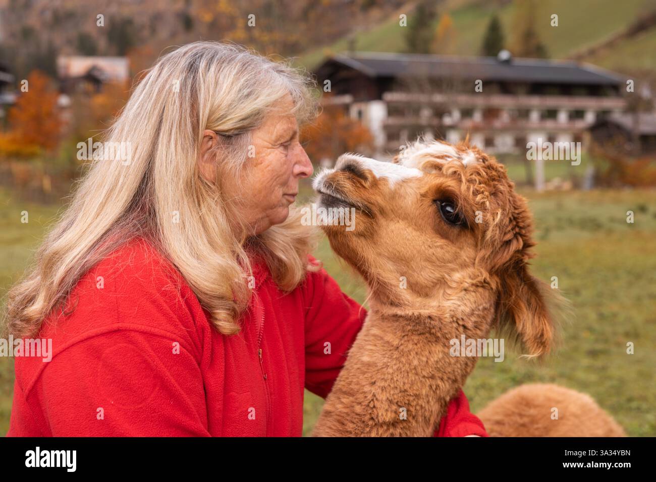 Une femme âgée interagit avec amour avec un alpaga brun dans la campagne luxuriante d'Autriche, mettant en valeur une tendre connexion homme-animal contre un dos Banque D'Images