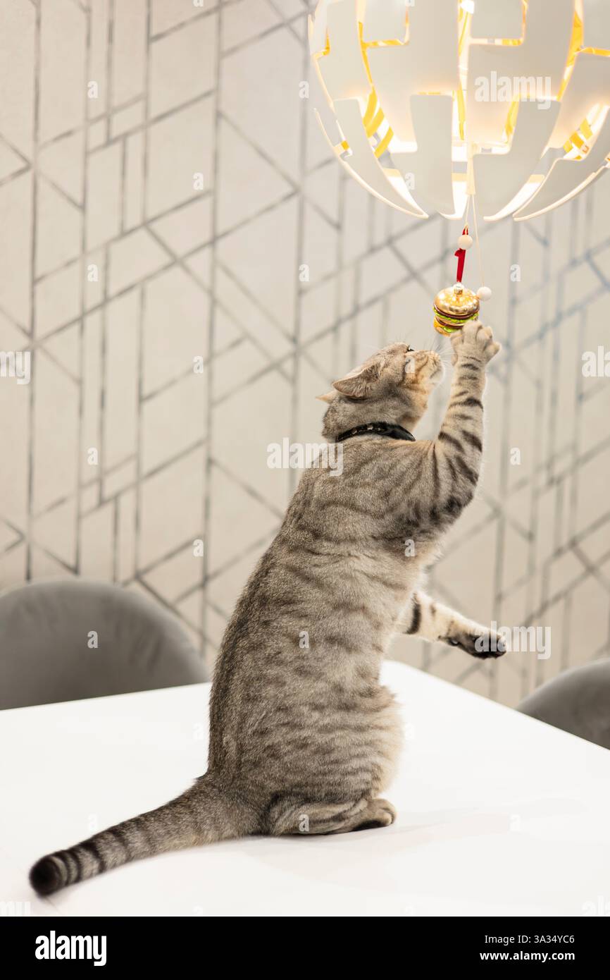 Un chat British Shorthair ludique atteint la batte à un ornement suspendu sur une lampe moderne élégante dans une maison décorée chic. Banque D'Images