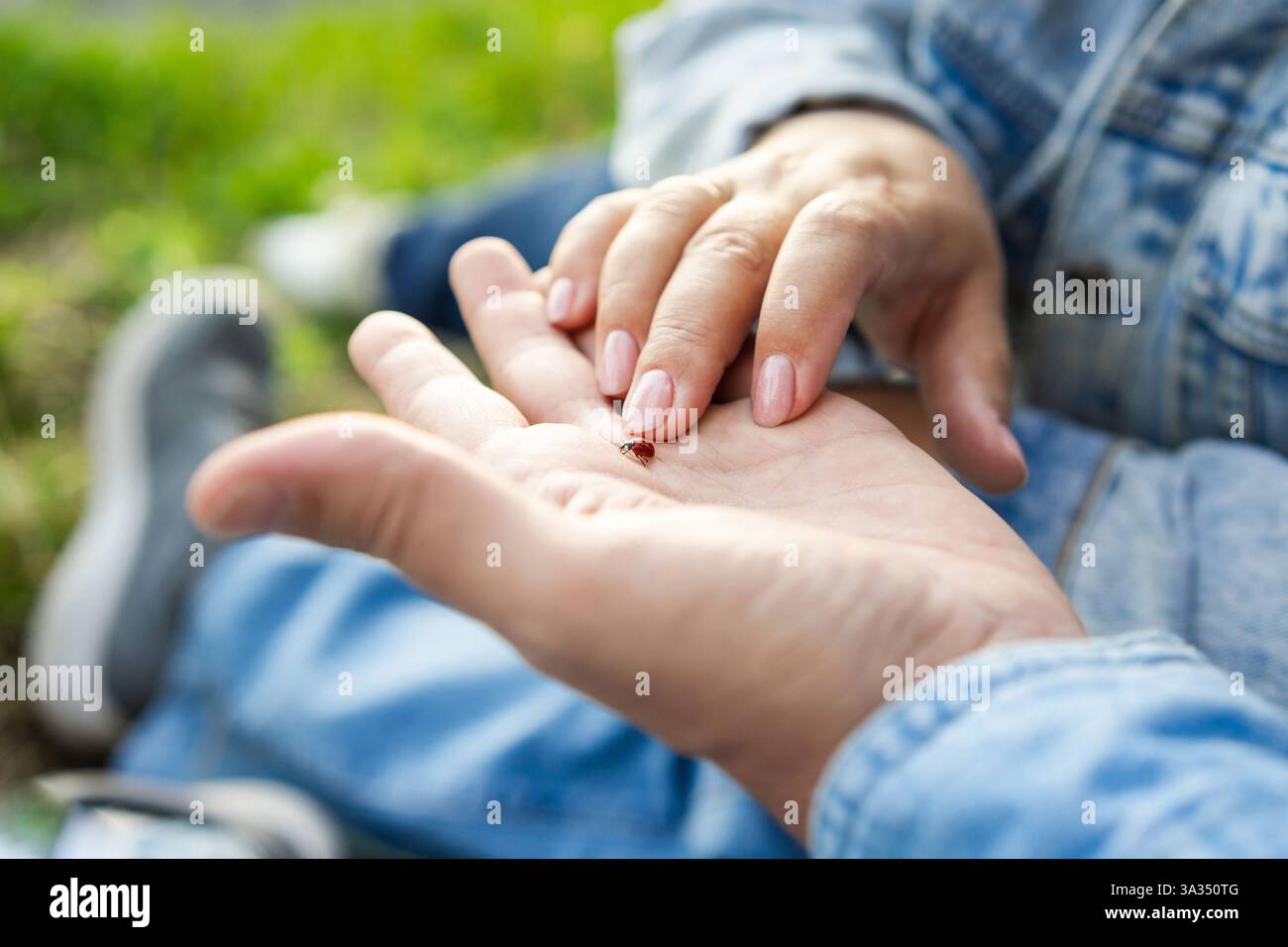 Un gros plan d'un couple d'aînés touchant doucement une coccinelle sur leurs mains ouvertes. L'arrière-plan montre une zone herbeuse, renforçant un sentiment de nature et de tranq Banque D'Images