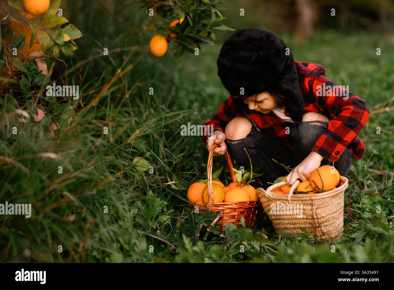 Un enfant dans une chemise à carreaux rouge et un chapeau d'hiver ramasse des oranges dans des paniers au milieu de la verdure dans un verger. La scène représente une harve d'automne en plein air sereine Banque D'Images
