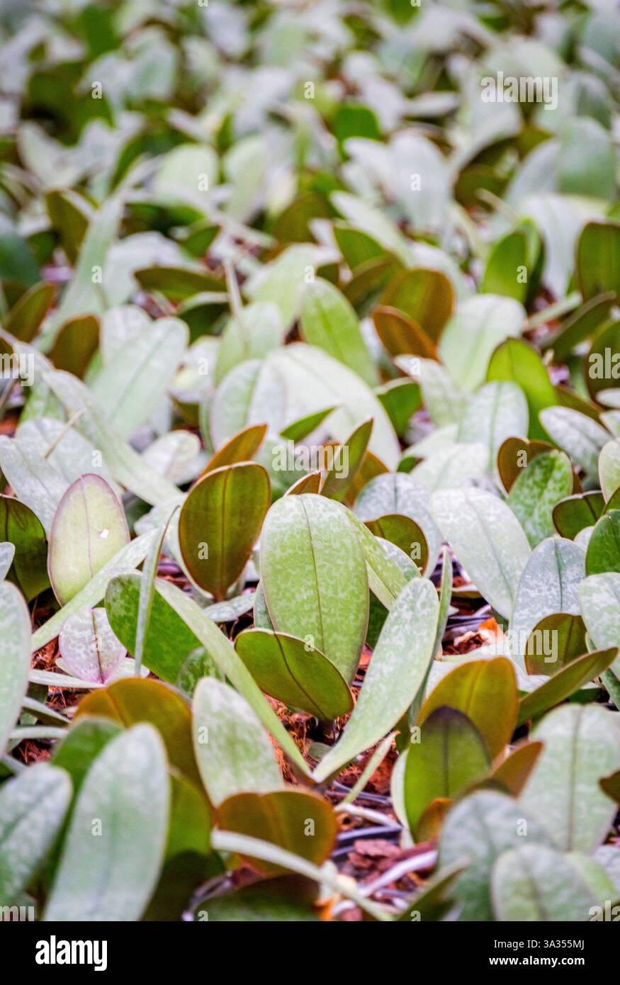 Une vue rapprochée de plantes vertes florissantes avec un feuillage dense, mettant en évidence les textures luxuriantes et la vie vibrante dans un cadre de jardin. Banque D'Images