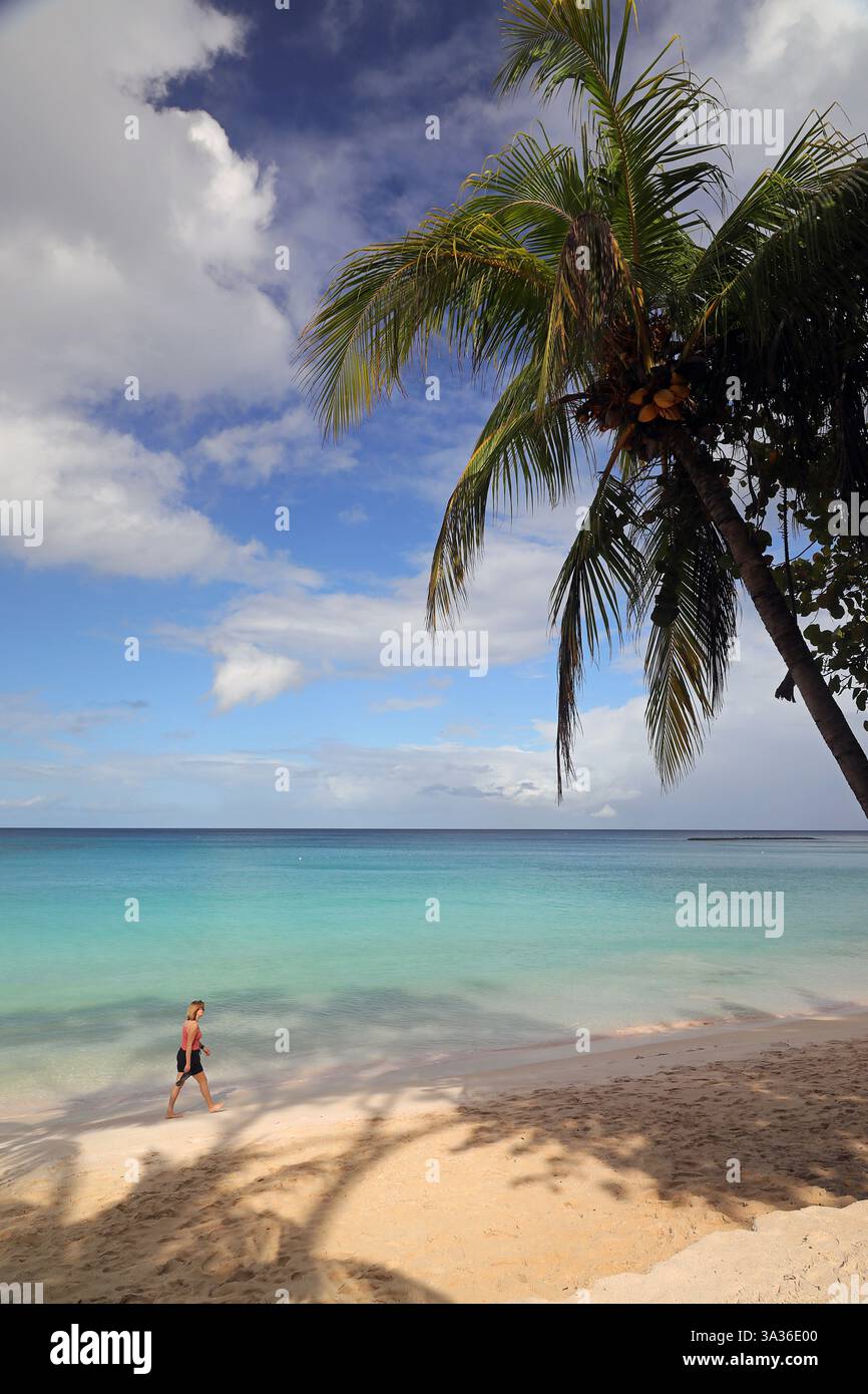 Palmiers de Bathsheba, Barbade Banque D'Images