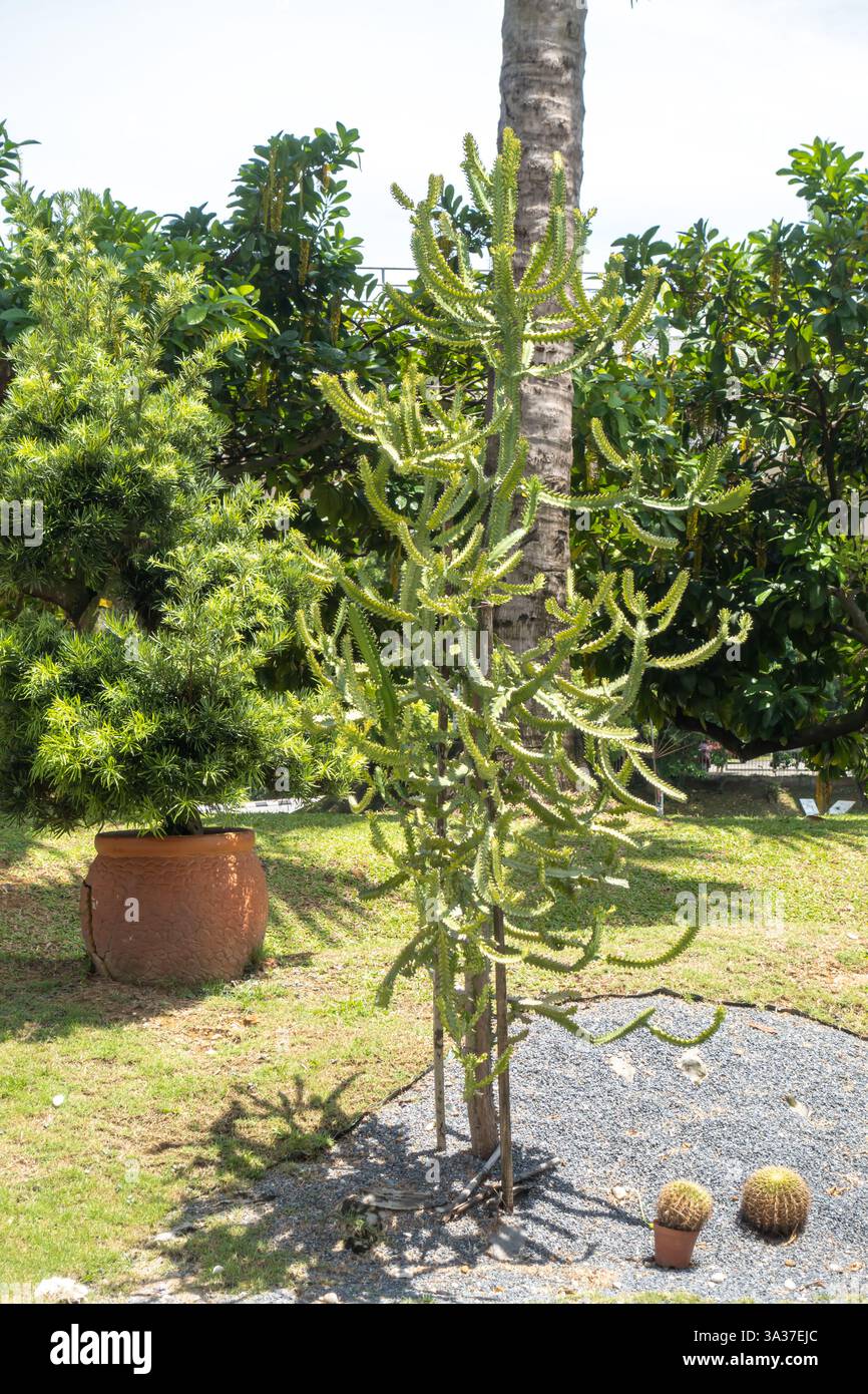 Euphorbia Lactea est une espèce d'éperon originaire des régions arides et subtropicales de l'Asie du Sud, éperon tachetée, éventail gril, Klang, Malaisie Banque D'Images
