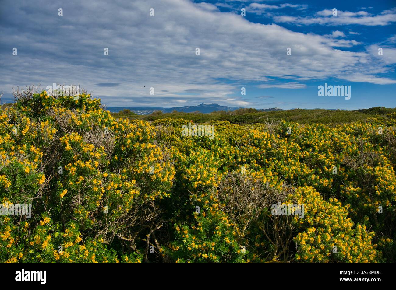 Superbe Ile de Gaou sur la Côte d'Azur en France Banque D'Images