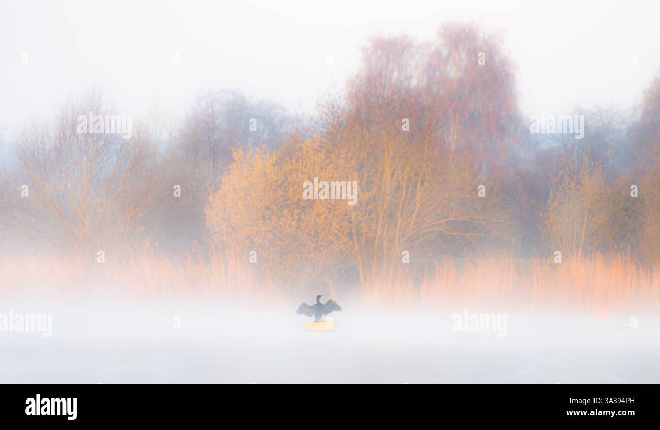 Oiseaux en vol sur et près de l'Aquadrome, rickmansworth Banque D'Images