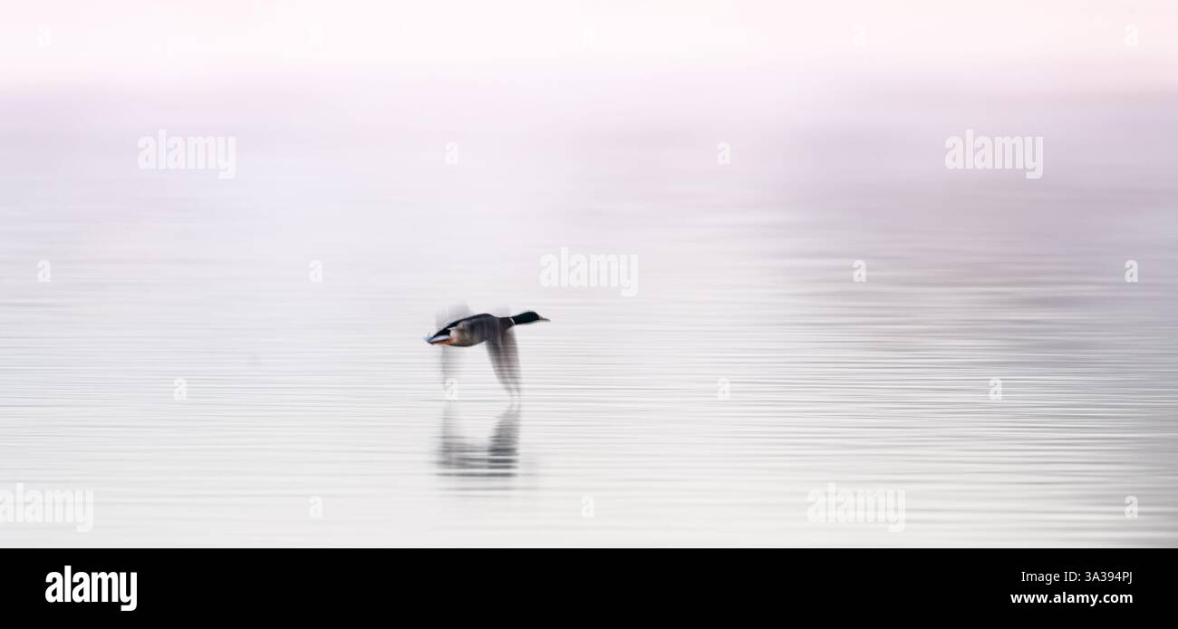 Oiseaux en vol sur et près de l'Aquadrome, rickmansworth Banque D'Images