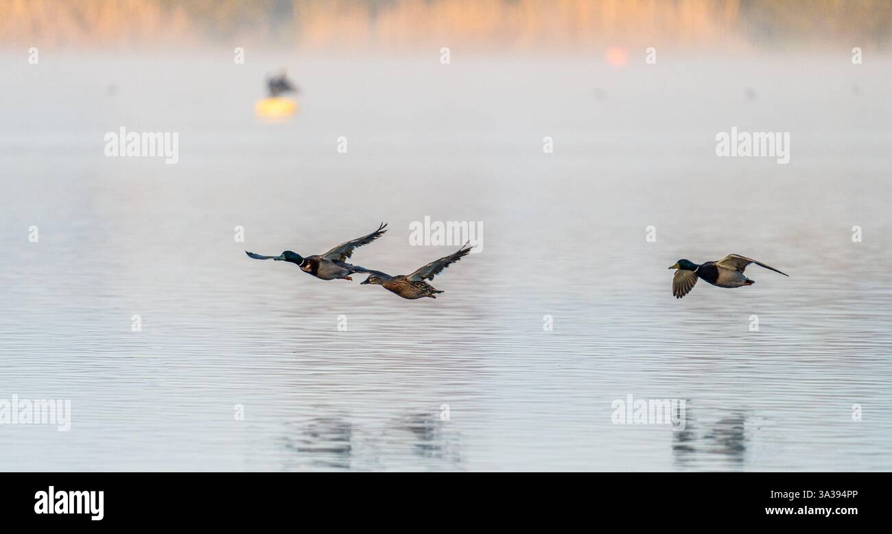 Oiseaux en vol sur et près de l'Aquadrome, rickmansworth Banque D'Images