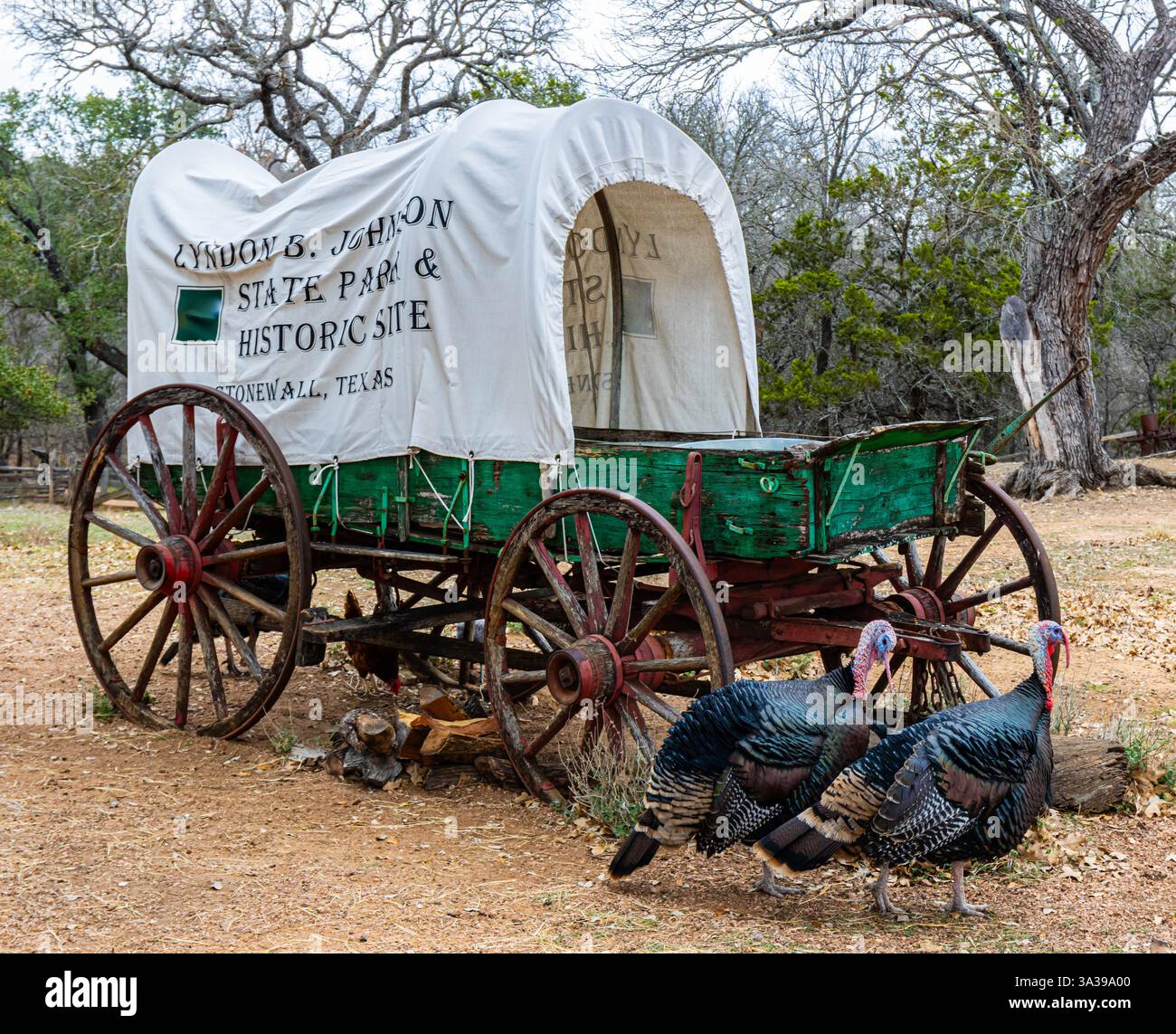 Wagon couvert et dindes sauvages au Lyndon B. Johnson State Park and Historical site, Stonewall, Texas, États-Unis Banque D'Images
