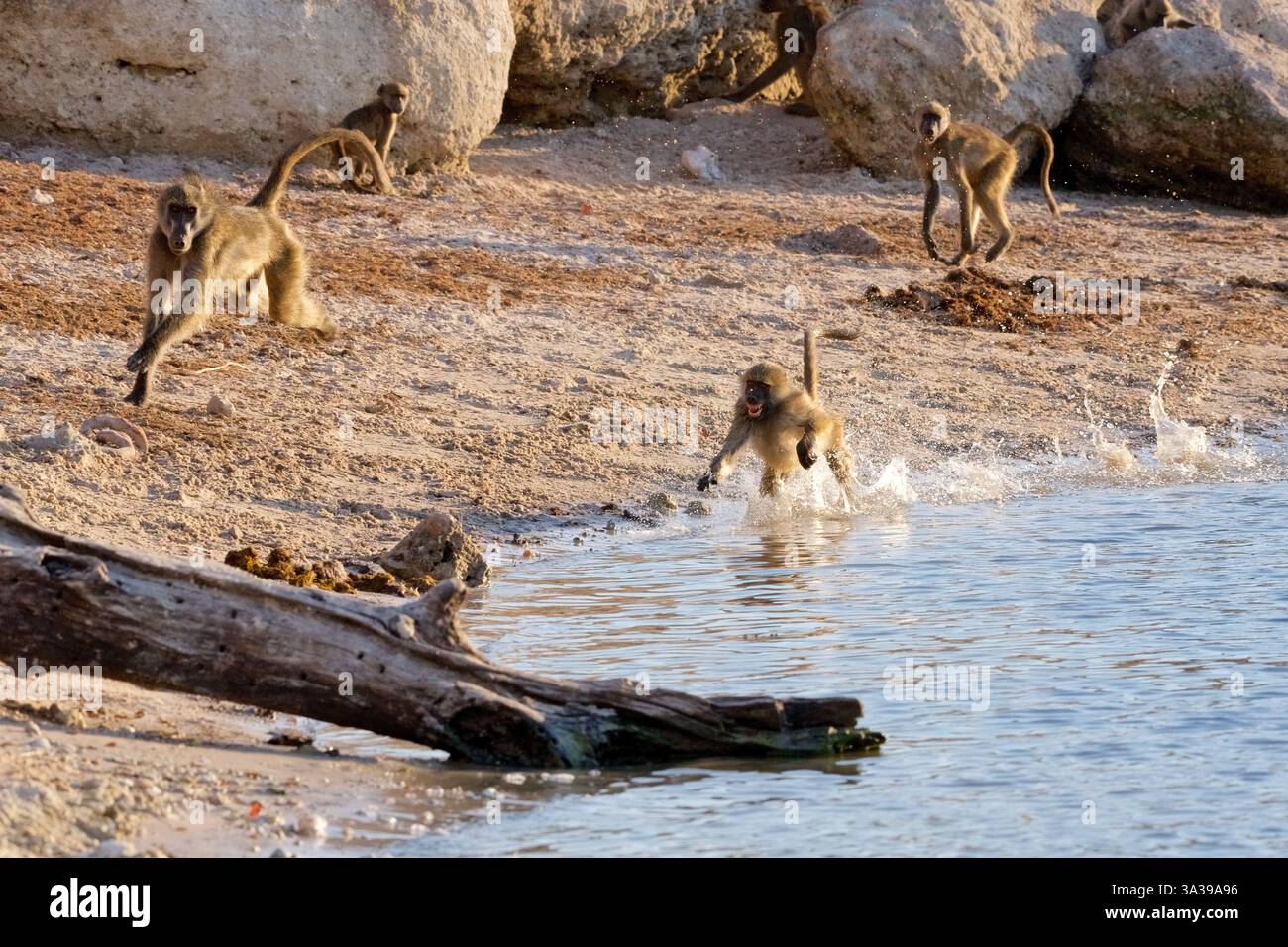 Babouins Chacma, (Papio ursinus), juvénile poursuivant dans l'eau avec une traînée d'éclaboussures, Parc national de Chobe, Botswana, Afrique Banque D'Images