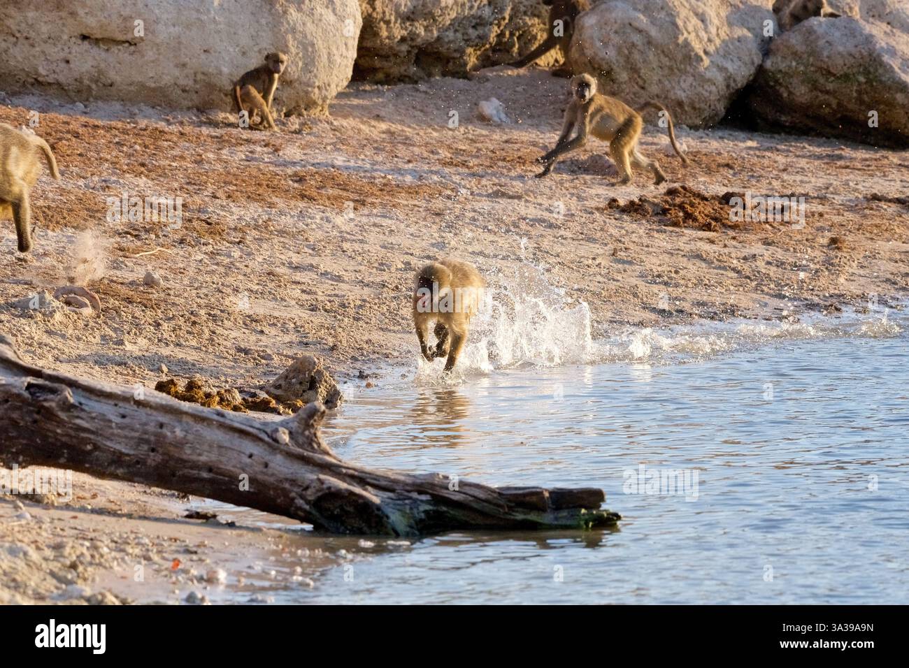 Babouins Chacma, (Papio ursinus), juvénile poursuivant dans l'eau avec une traînée d'éclaboussures, Parc national de Chobe, Botswana, Afrique Banque D'Images