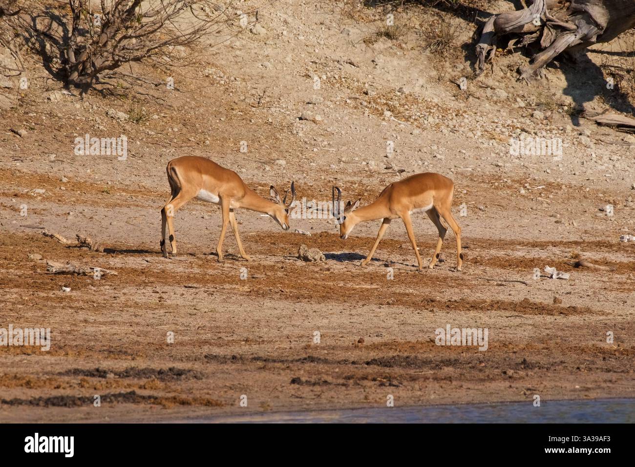 Impala (Aepyceros melampus) jeunes gens sur le point de jouer au combat, Chobe National Park, Botswana Banque D'Images