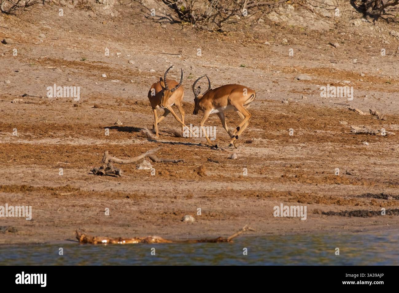 Impala, (Aepyceros melampus), les jeunes Bucks jouent au combat, Parc national de Chobe, Botswana Banque D'Images