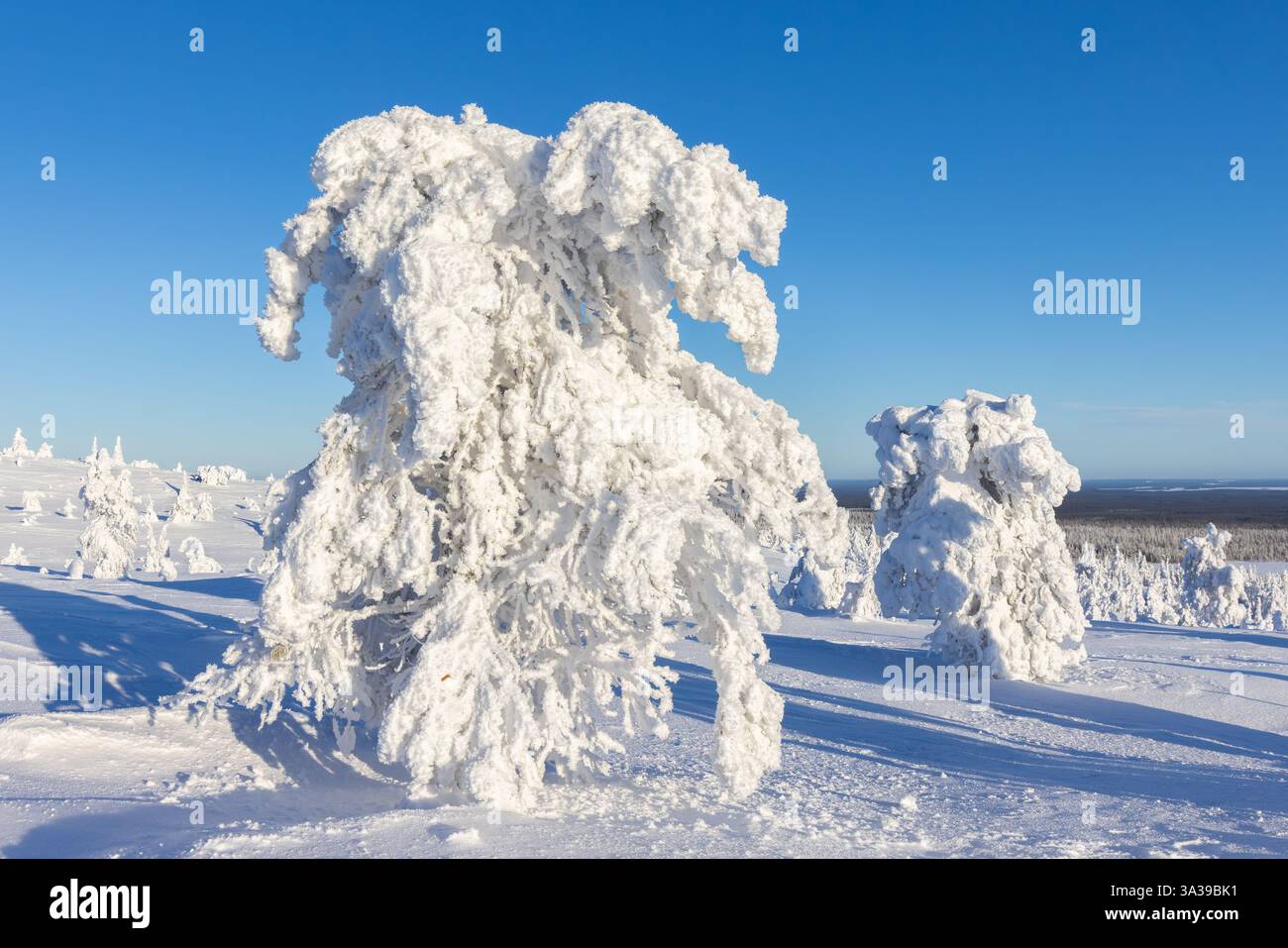 Forêt de Tykky / épinette couverte de neige sur la taïga en hiver, parc national de Riisitunturi en Laponie finlandaise près de Posio, Koillismaa, Finlande Banque D'Images