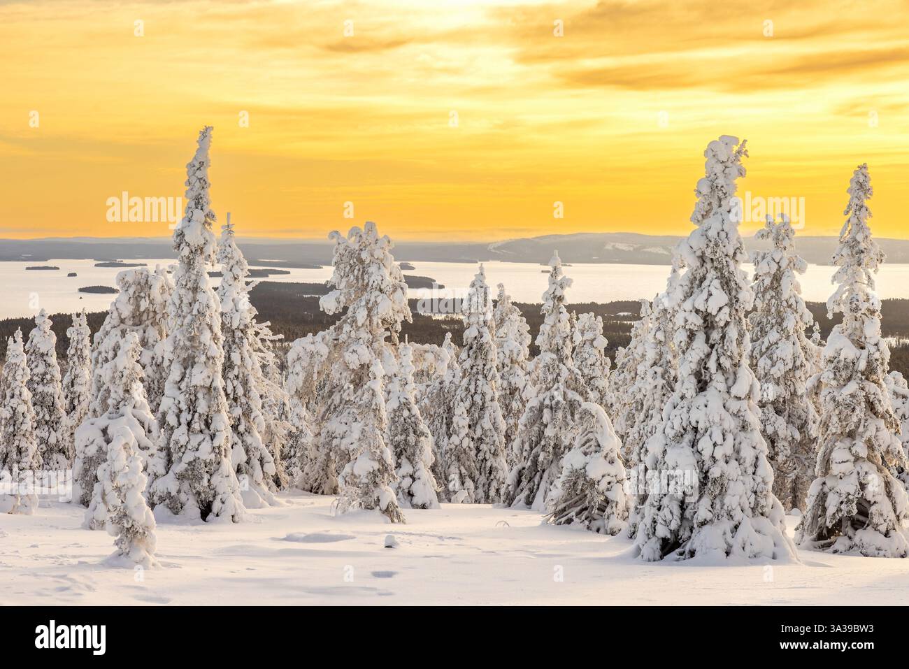 Forêt de Tykky / épinettes couvertes de neige sur la taïga au lever du soleil en hiver, parc national de Riisitunturi, Laponie finlandaise, Posio, Koillismaa, Finlande Banque D'Images