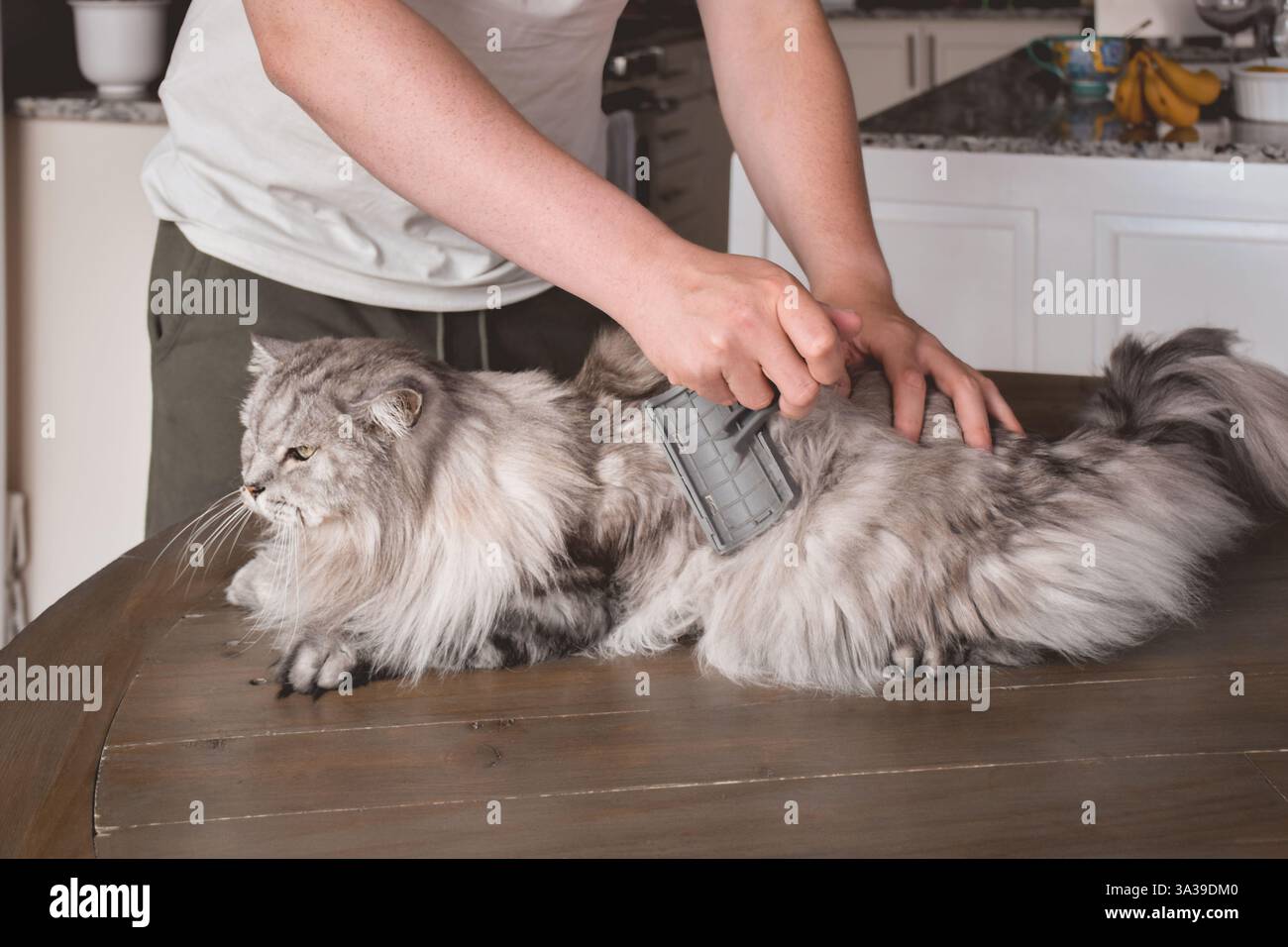 Jeune homme toilettant un chat moelleux gris sur une table de cuisine à la maison Banque D'Images