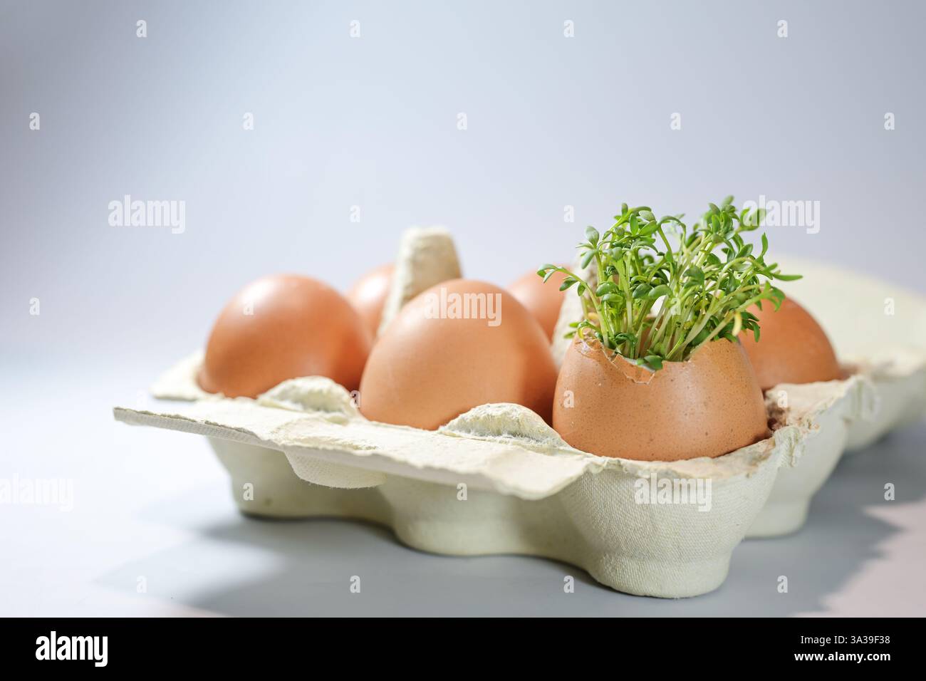 Carton d'oeufs avec six oeufs bruns, cresson grandissant en un, nature morte de Pâques sur un fond gris clair, espace de copie, foyer sélectionné, profondeur étroite de f Banque D'Images