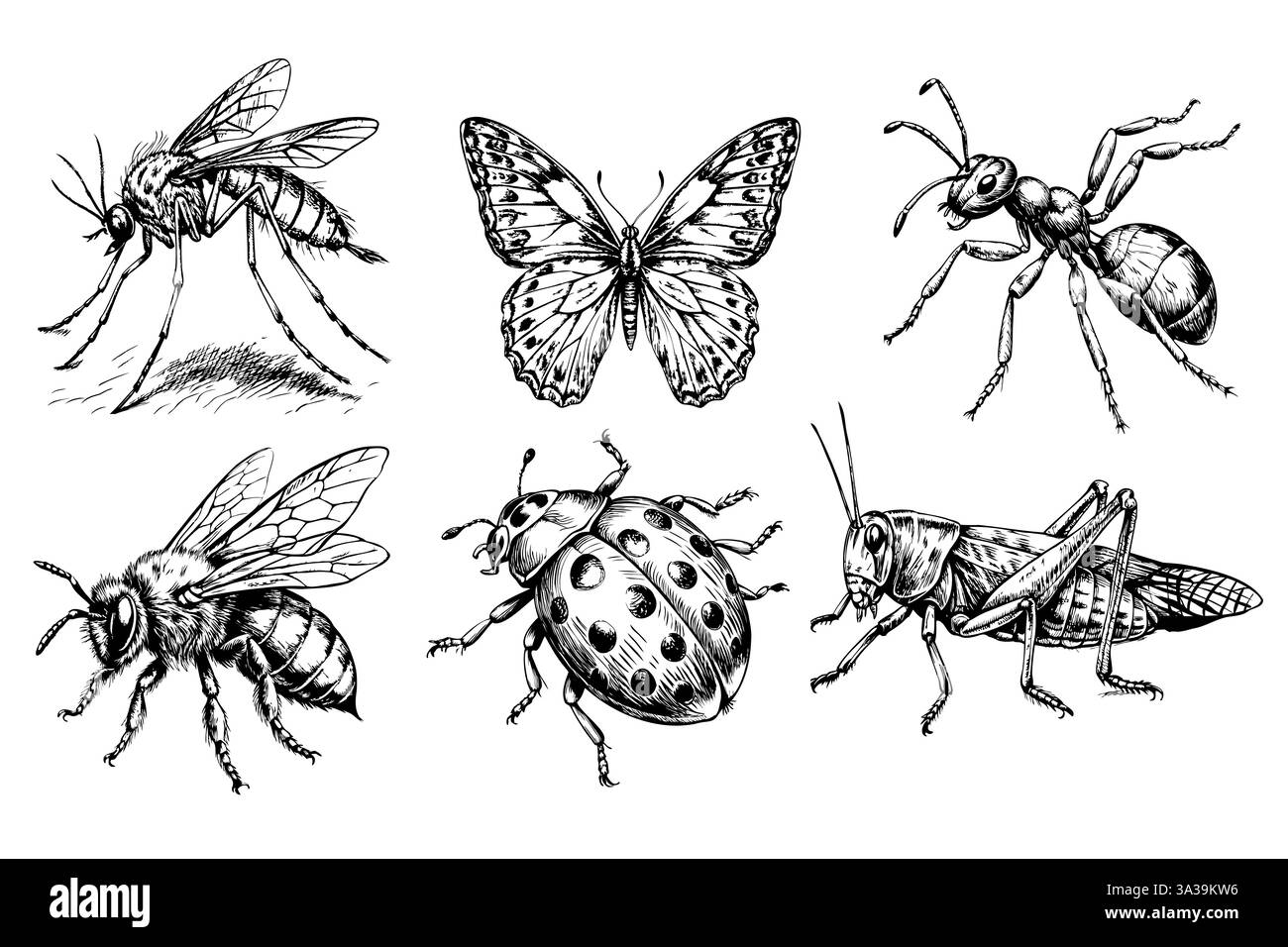 Un dessin noir et blanc de six insectes Illustration de Vecteur