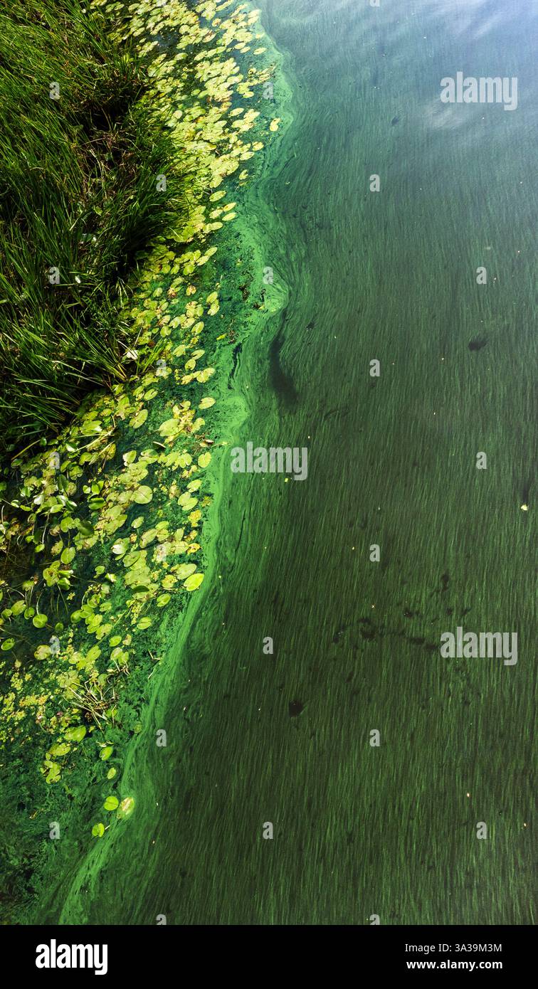 Les algues vertes luxuriantes prospèrent le long du littoral doux, créant un contraste saisissant avec l'eau calme sous un ciel clair. Banque D'Images