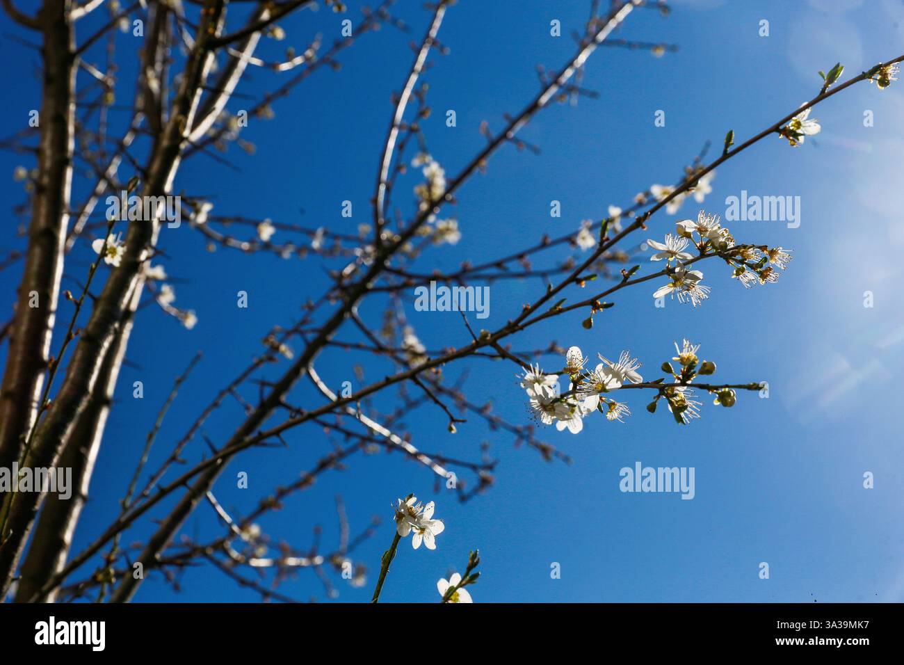 Fantastique cerisier (ou prune) floraison dans le ciel bleu à Shinjuku-gyoen (Rikugien) - beauté de la nature - jardinage ou jardin impérial à Kyoto ou à Banque D'Images