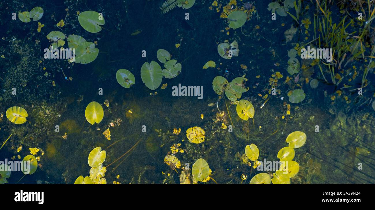 L'eau scintillante reflète une tapisserie vibrante de nénuphars et de fleurs, créant une atmosphère enchanteresse dans un cadre naturel paisible. Banque D'Images