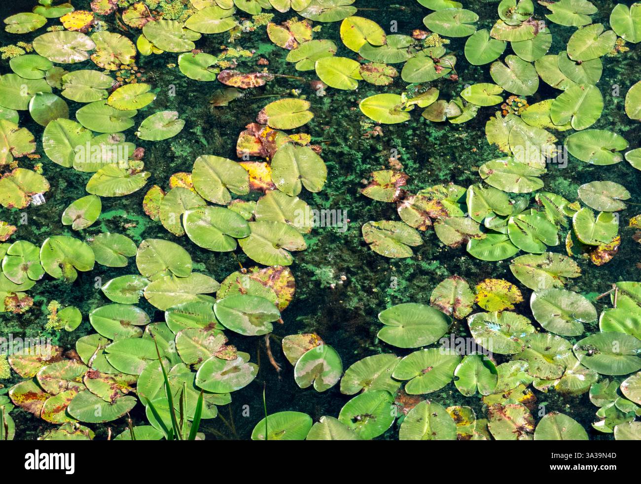 Des nénuphars vert vif couvrent la surface immobile d'un étang serein, se balançant doucement dans la chaleur du soleil tandis que la nature prospère autour d'eux. Banque D'Images
