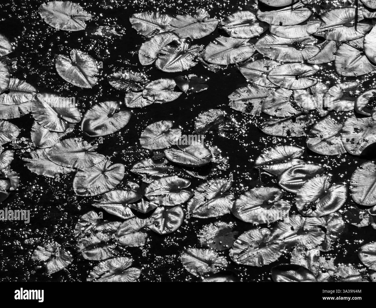 Au crépuscule, les nénuphars flottent sereinement sur les eaux sombres, reflétant les tons argentés sous la lumière qui s'estompe, créant un paysage tranquille. Banque D'Images