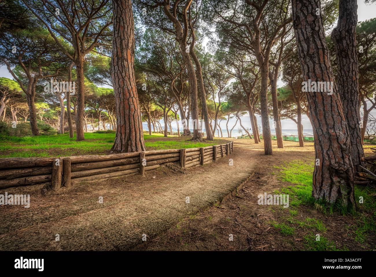 Chemin vers la mer et les pins au coucher du soleil sur la plage de Follonica. Province de Grosseto, région Toscane, Italie Banque D'Images