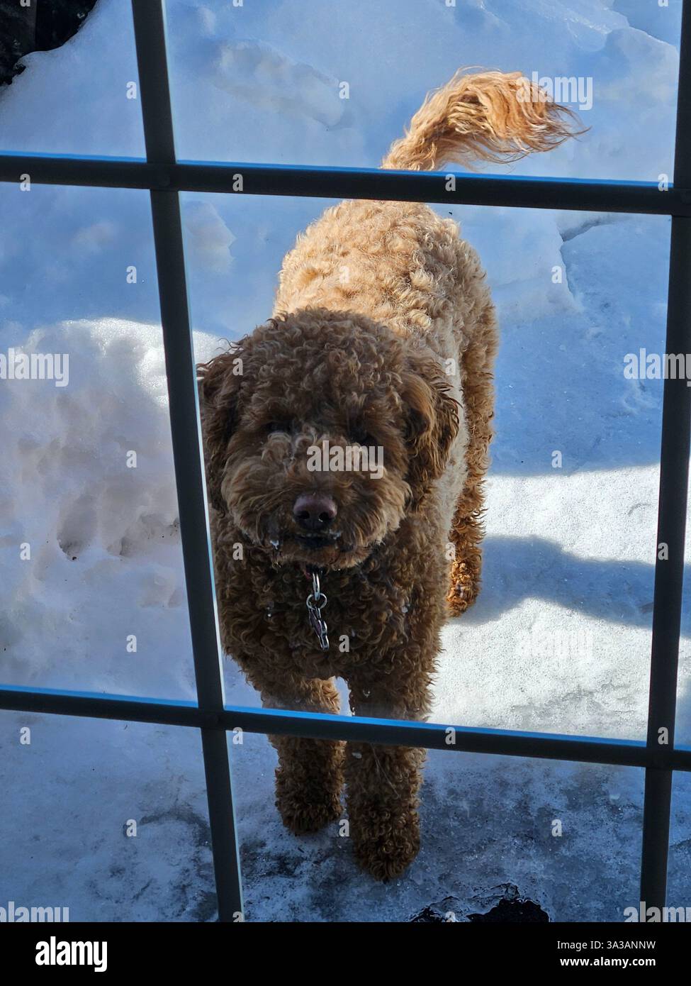 Mignon adorable cheveux bouclés bronzés brun doré de taille moyenne doodle le jour froid d'hiver avec la neige regardant à travers une fenêtre de porte française voulant aller à l'intérieur. Banque D'Images