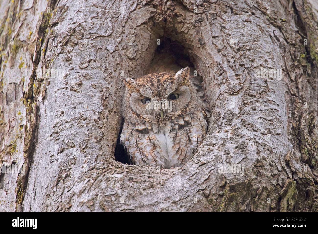 Chouette de l'est glissant dans un trou d'arbre, Québec, Canada Banque D'Images