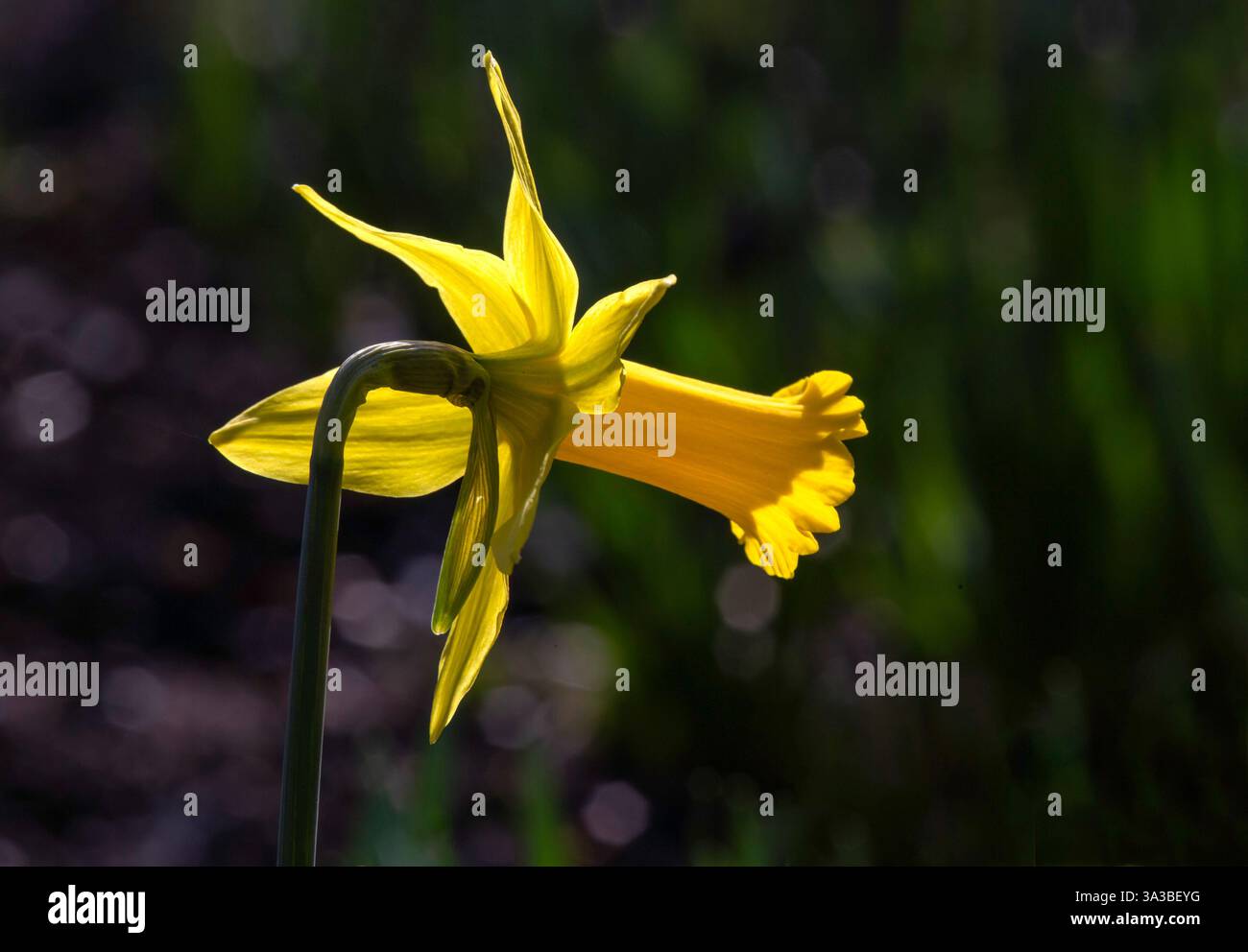 Gros plan de fleur unique de Narcisse 'Peeping Tom' dans un jardin au début du printemps sur un fond sombre Banque D'Images