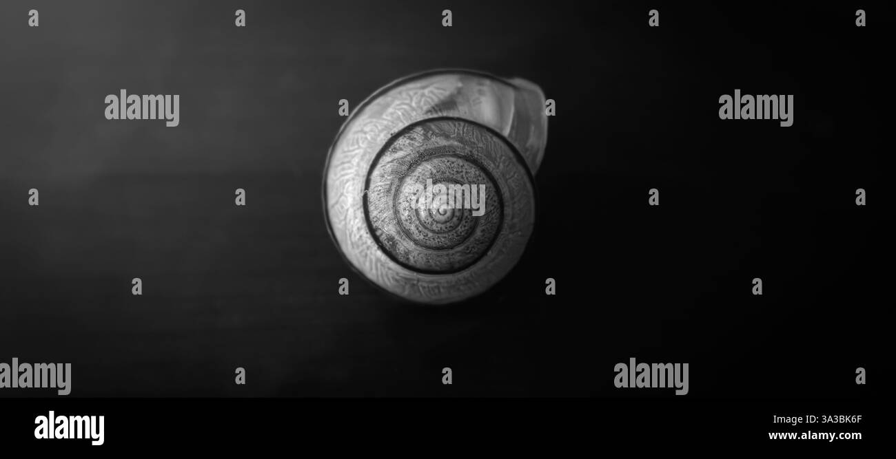 Une coquille d'escargot est une couche externe dure et protectrice qui enveloppe le corps mou d'un escargot. Banque D'Images