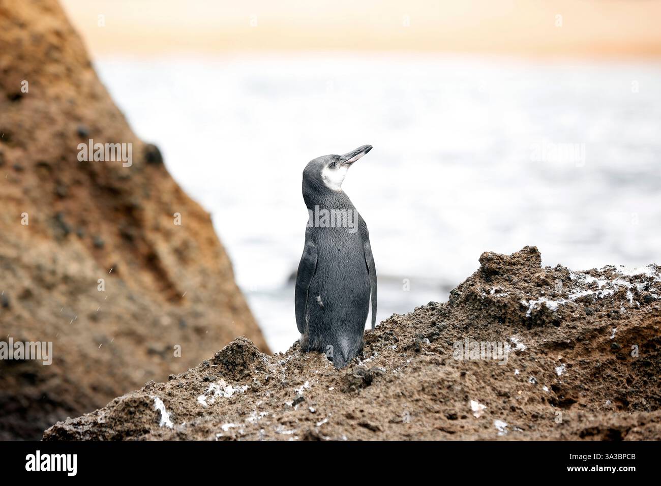 Manchot des Galapagos (Spheniscus mendiculus). Île de Bartholomew, Galapagos Banque D'Images