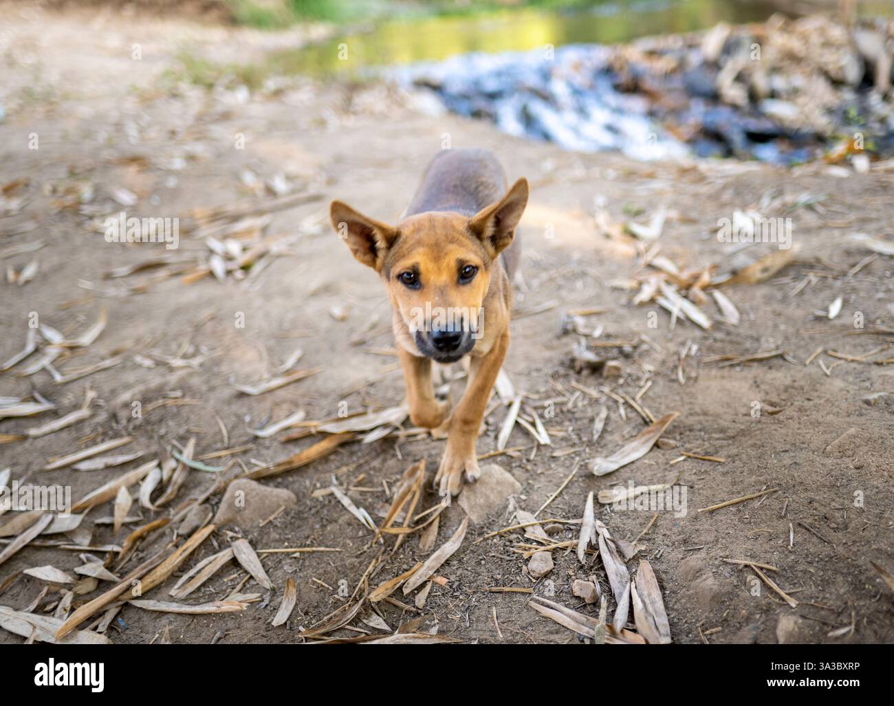 Chiens de village sympathiques, adorables et ludiques, avec des expressions mignonnes, viennent saluer les gens marchant à travers les zones rurales près d'une petite ferme. Banque D'Images