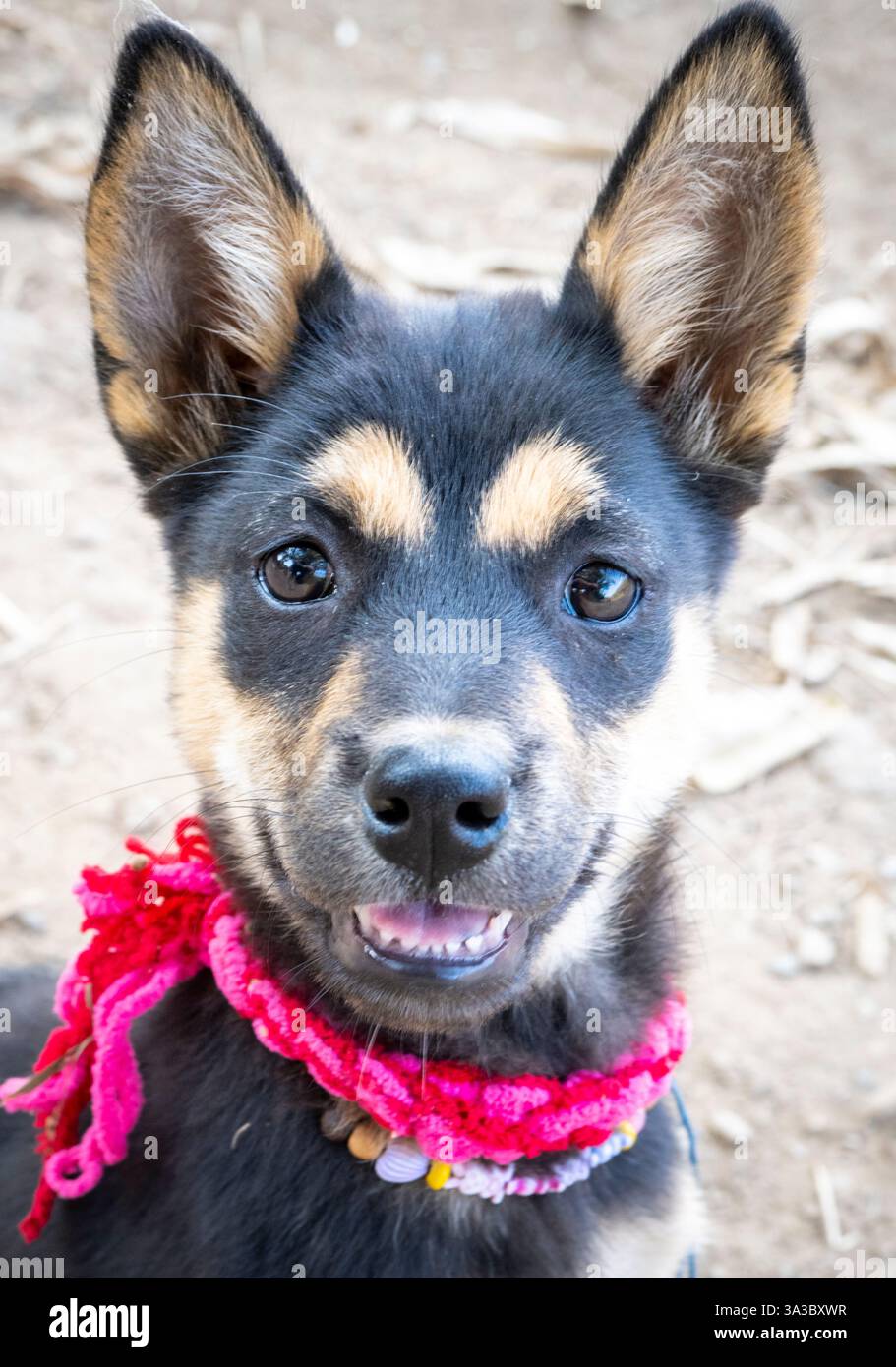 Chiens de village sympathiques, adorables et ludiques, avec des expressions mignonnes, viennent saluer les gens marchant à travers les zones rurales près d'une petite ferme. Banque D'Images