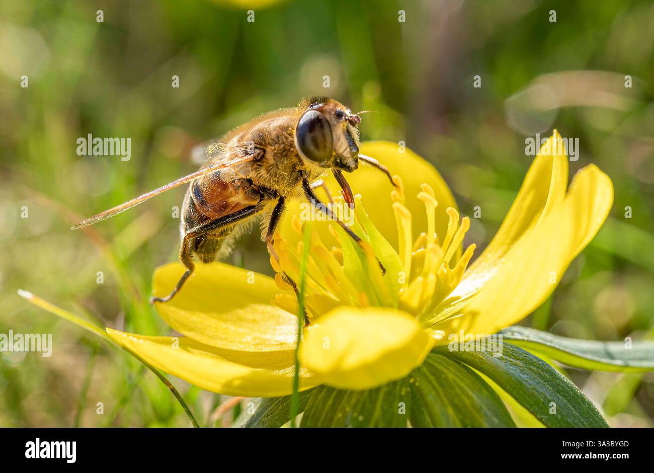 Wildbiene Apoidea sammelt Nektar in einer gelben Blüte, Winterling Eranthis, Frühling, Bayern, Allemagne, Europa Wildbiene Apoidea sammelt Nektar Banque D'Images