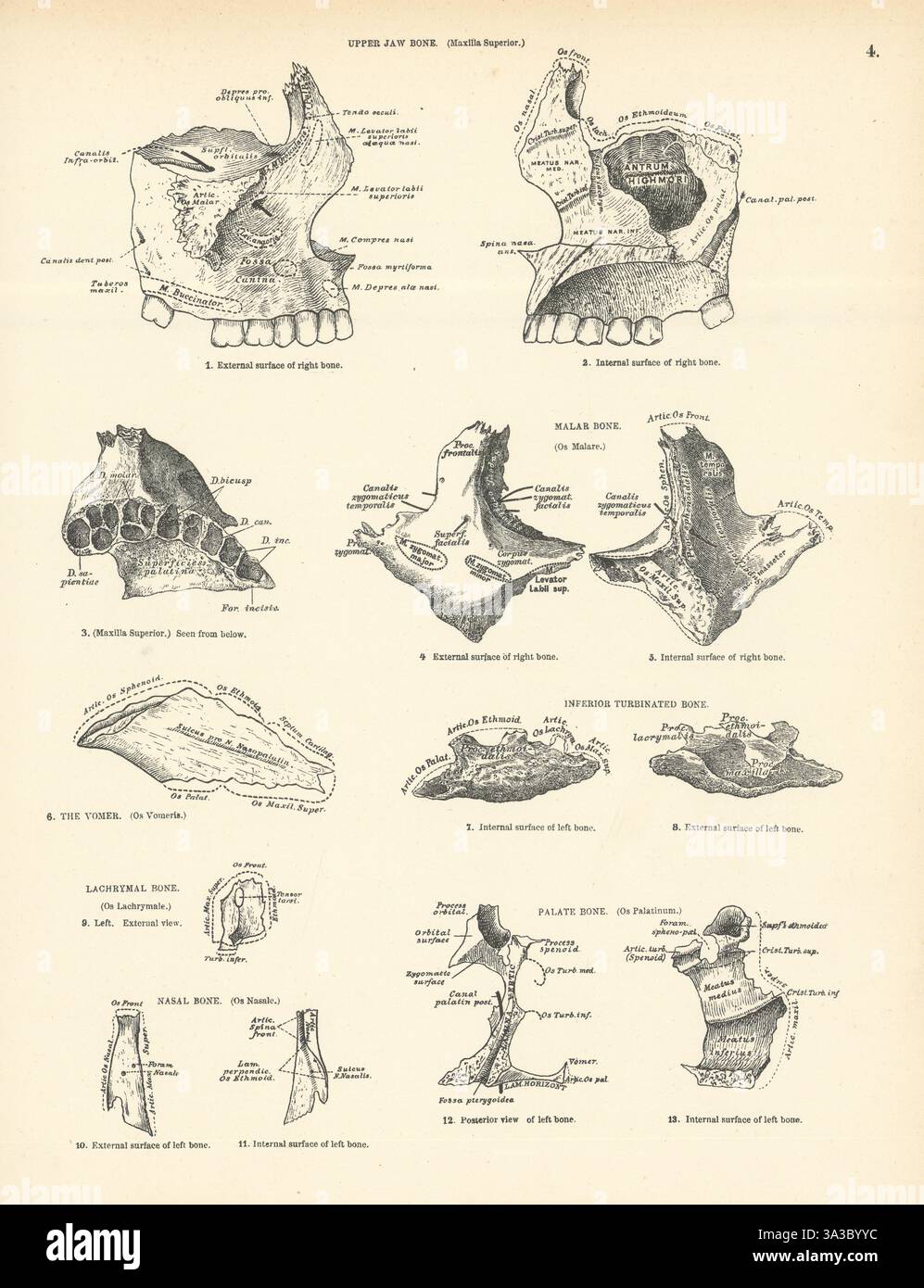 Anatomie. Mâchoire, Malar, Turbinated, palais, nasal, vomer et os lacrymaux 1880 Banque D'Images