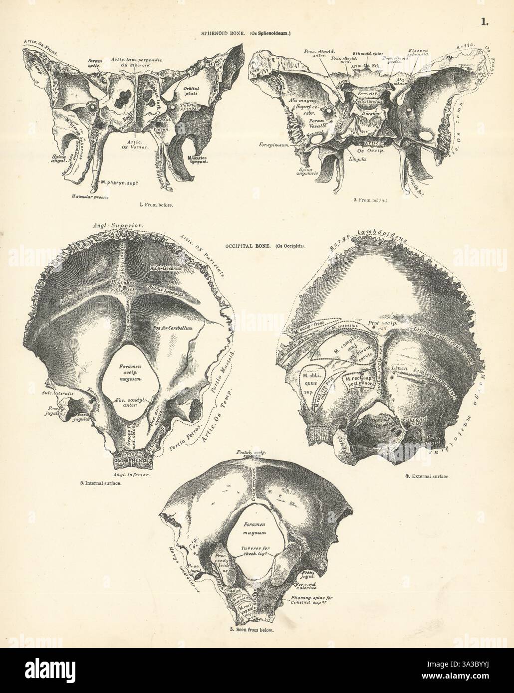 Anatomie. OS sphénoïde (OS Sphenoideum). OS occipital (OS occipite) 1880 Banque D'Images