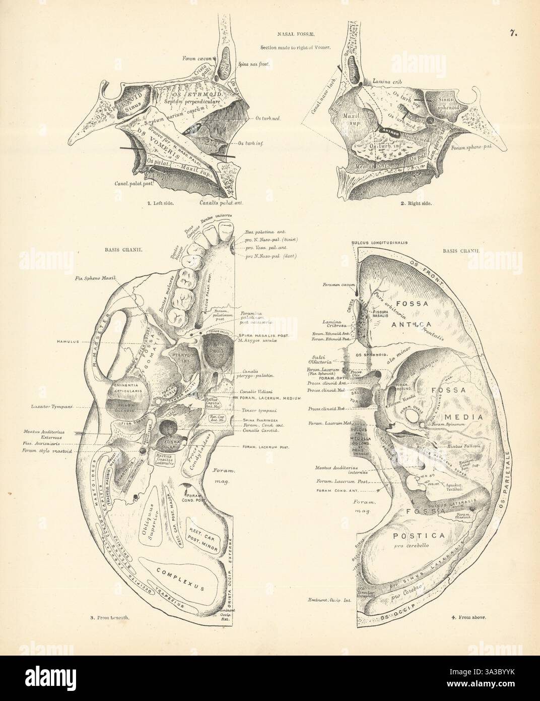 Anatomie. Fossae nasal. Base cranii 1880 ancienne photo d'impression vintage antique Banque D'Images
